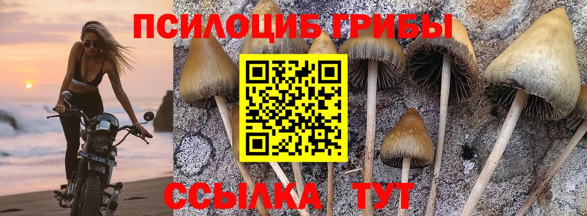 Альметьевск  Галлюциногенные грибы Psilocybine cubensis  Вход с VPN 